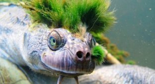 Для чего черепахе нужен "волосатый" панцирь, окрашенный в ярко-зелёный цвет (4 фото)