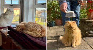 Two cats “donate” their fur to birds (12 photos)