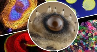 10 захватывающих микрофотографий: красота природы, скрытая от глаз (11 фото)