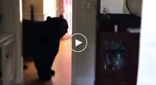 В Калифорнии огромный медведь забрался прямо в дом