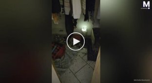 Дівчинка майже тиждень ховала кроликів у шафі