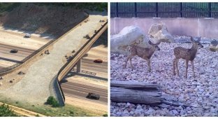 Overpass for wild animals I-80: taking care of our little brothers (12 photos + 1 video)