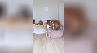 Dog teaches cat to play with him