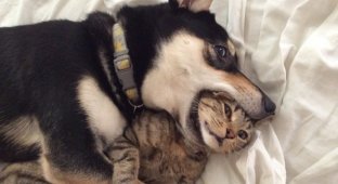 What do pets do when their owners don't see (23 photos)