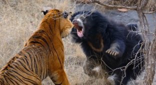 Медведица дала отпор двум огромным бенгальским тиграм (11 фото)