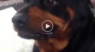 The owner asks the dog to show his face, and he comes up with hilarious grimaces