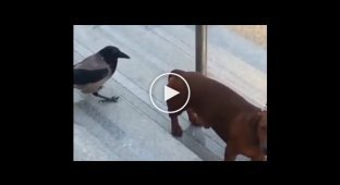 Ворона и собака
