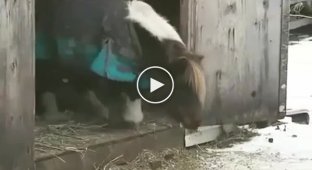 Пони готовится к одному из главных прыжков в жизни