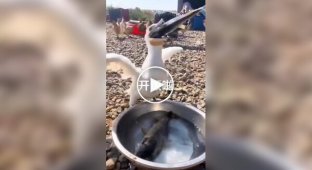 Ненажерливий баклан