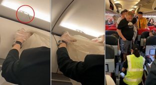 Змія пробралася в літак і налякала пасажирів (3 фото + 1 відео)