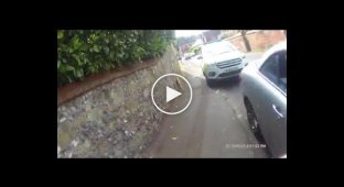 Британский полицейский разбил окно машины, чтобы спасти собаку из заточения