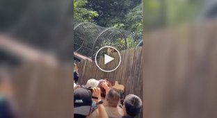 The tiger greeted tourists in a unique way