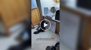 Кіт вніс корективи в цілі господині на 2026 рік