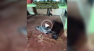 Заботливый голубь свил гнездо для беременной кошки