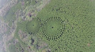 Конец 50-летнего эксперимента: В Японии появились круги на полях (4 фото)