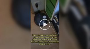 Кішка закриває вуха, щоб не чути шум ремонту