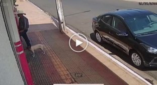 Уличный пес стащил жареного цыпленка из припаркованного автомобиля