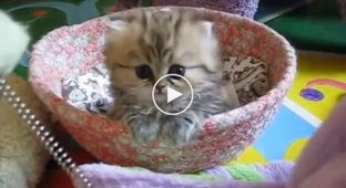 A beautiful and small kitten is playing in his bed