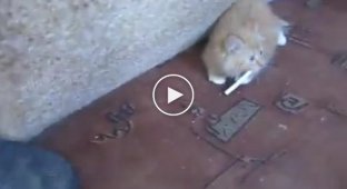 Котенок и сигарета