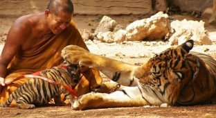 В таиландском «Тигрином храме» обнаружили замороженные тушки 40 тигрят (13 фото)