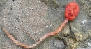 A woman found a creature similar to the monster from the movie “Alien” on the beach (3 photos)