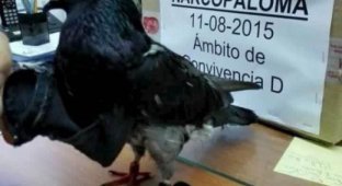 В Коста-Рике пойман голубь, пытавшийся доставить наркотики в тюрьму (3 фото)