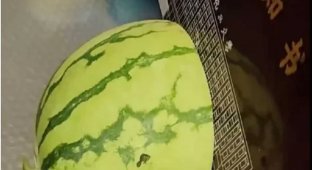 Beijing University of Chemical Technology has released the most unusual letters of admission to study (2 photos + 1 video)