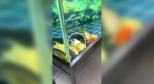 Fish in an Aquarium "Scared" Their Owner
