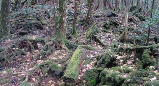 Аокигахара - лес самоубийств в Японии (19 фото)
