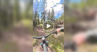 A bear suddenly ran out on a cyclist while riding through the forest