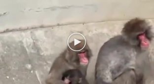 Малыша Панча крепко обняла взрослая обезьяна