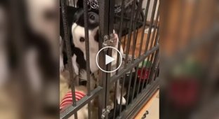 A dog opened the lock of a cage with his tongue