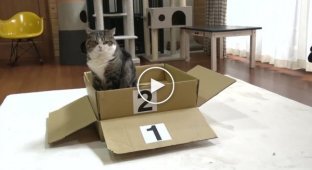 Кот Мару пытается понять, почему коробка растет