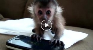 Маленькая обезьянка играет на телефоне