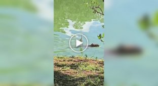 Heron on horseback on a capybara