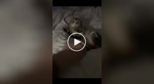 Кіт не хоче, щоб господар торкався його лапок