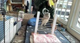 Guinea Pig Gets into the Guinness Book of Records by Learning to Jump Over a Bar (3 photos + 1 video)