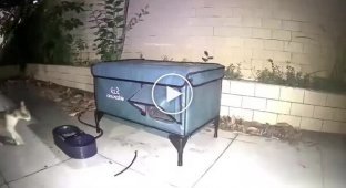 Домик для бездомных котов
