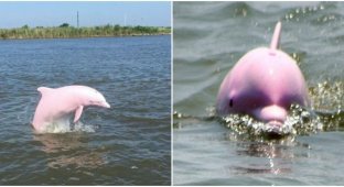 Рыбак из США заметил редкого розового дельфина (8 фото + 1 видео)