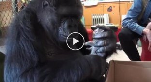Big and cute gorilla