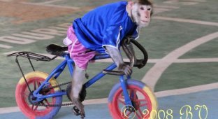  Классная обезьянка (8 фото)