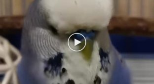 Папуга читає вірш