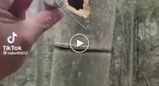 Как взрывается петарда внутри бамбука