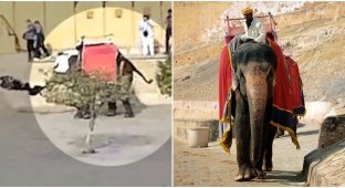 Нападение индийского слона на российскую туристку попало на видео (4 фото + 1 видео)