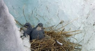 White-winged diuca: the only bird that hatches eggs inside a glacier (6 photos)