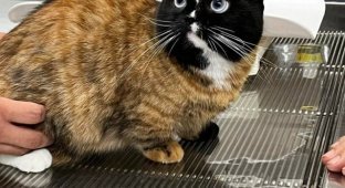 What breed is this cat: users think it’s a neural network (5 photos)