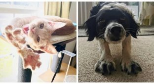 21 cats and several dogs that have reached the heights of mastery in the art of stretching (26 photos)