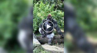 Model Male: Gorilla with the Ultimate Level of Cool