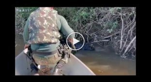 Сожравшая капибару анаконда застряла в водоёме и была спасена полицейским с лопатой в Бразилии