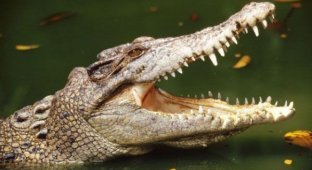 Неизвестные ранее факты о крокодилах (8 фото)